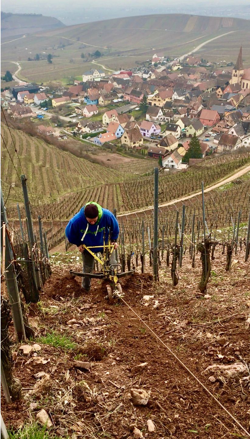 Worker cultivating a vineyard on a hillside, at Domaine Albert Boxler, with village in background.