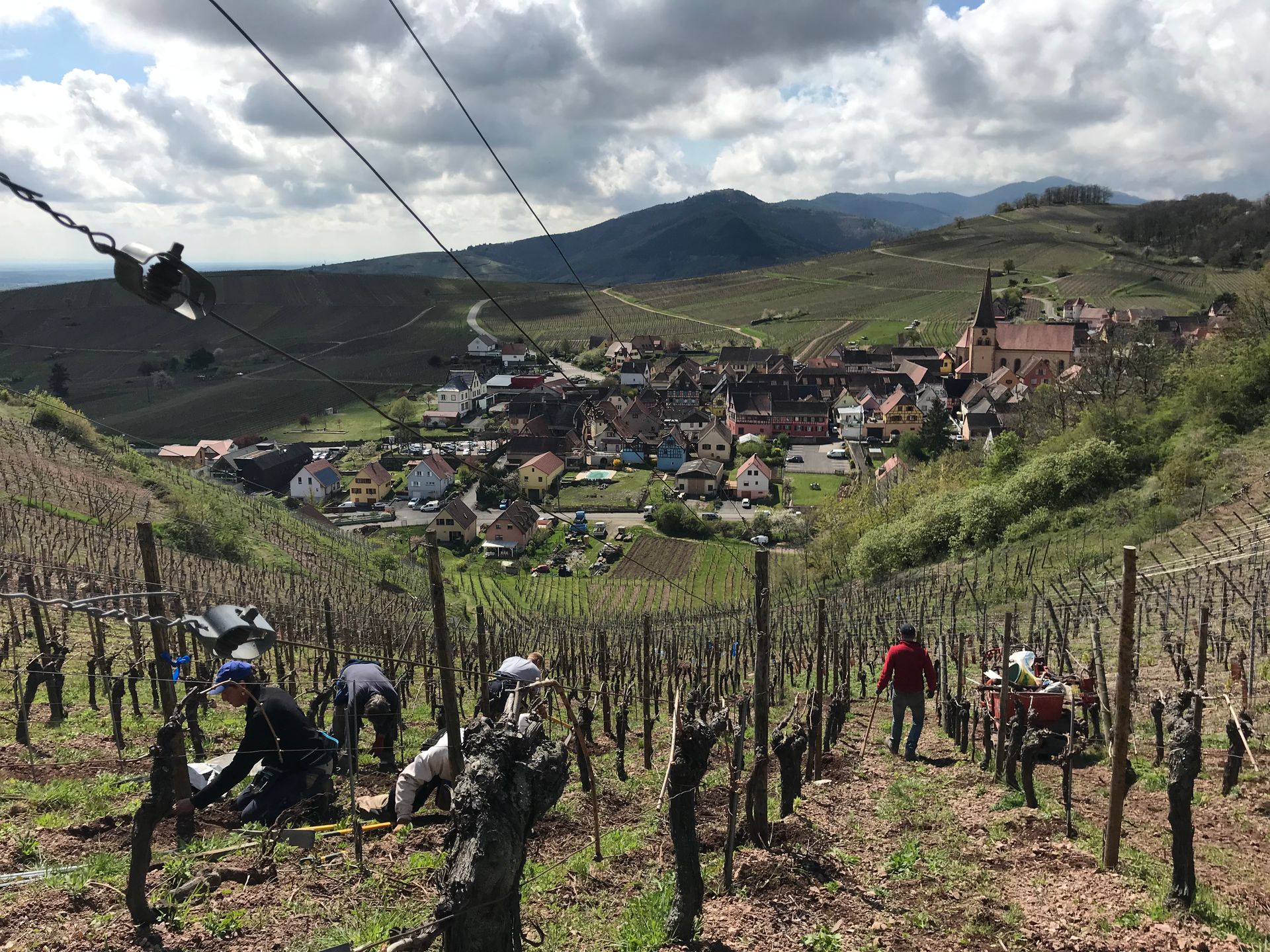 Vineyard workers tending to vines on a hillside, overlooking a village with a church.