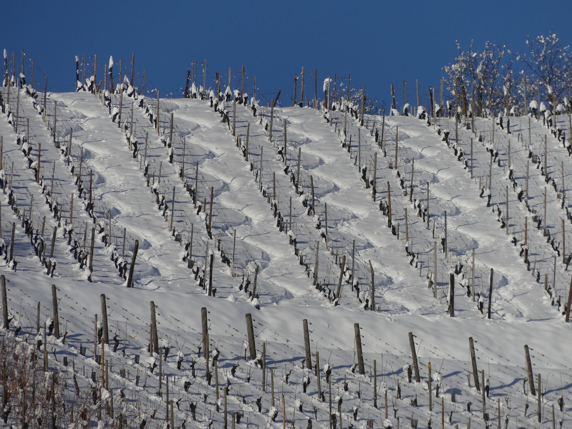 Snow-covered vineyard on a hillside, with rows of dormant grapevines and a clear blue sky.