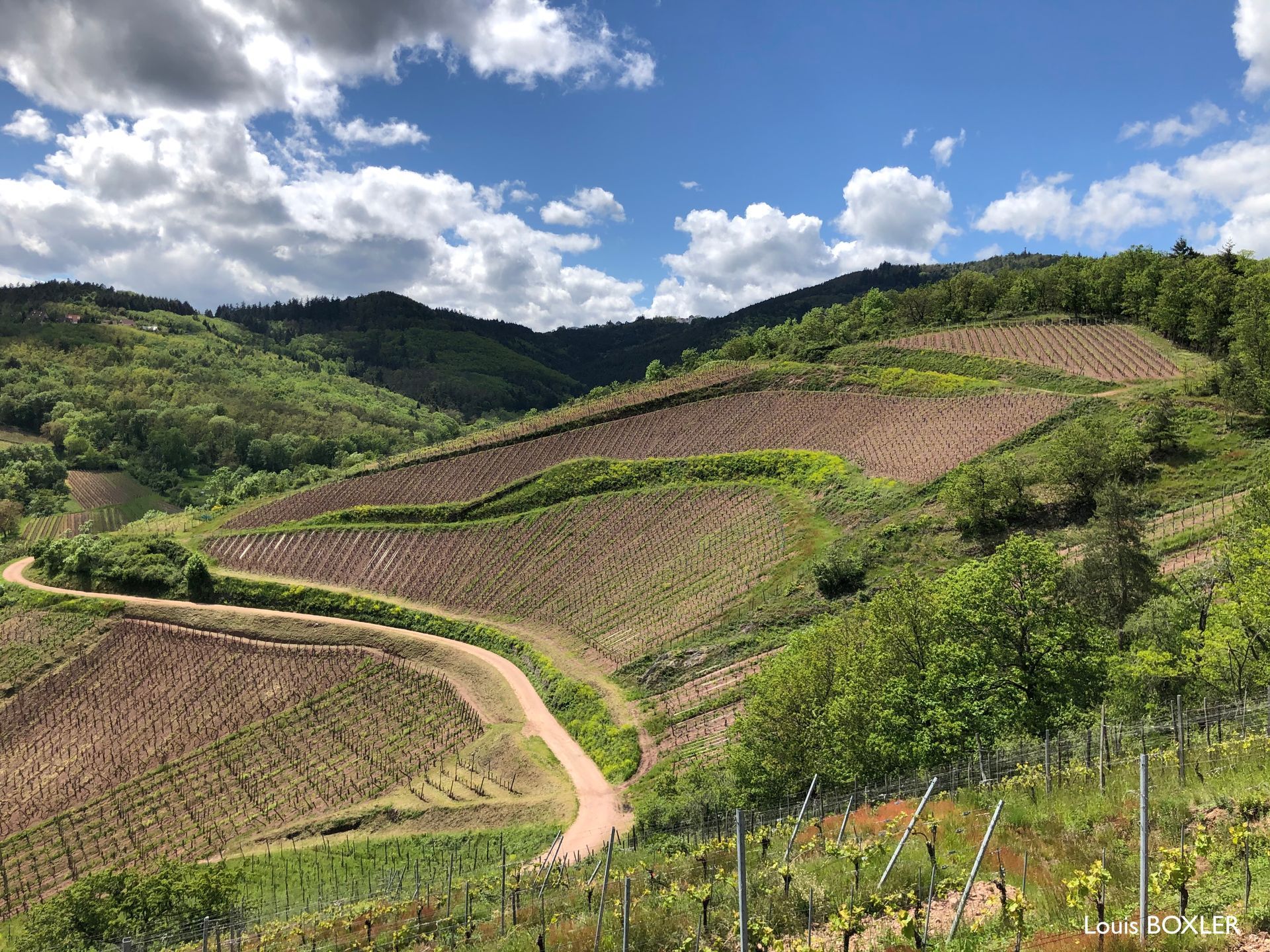 Vineyard on a hillside at Domaine Albert Boxler, with a dirt road winding through it.