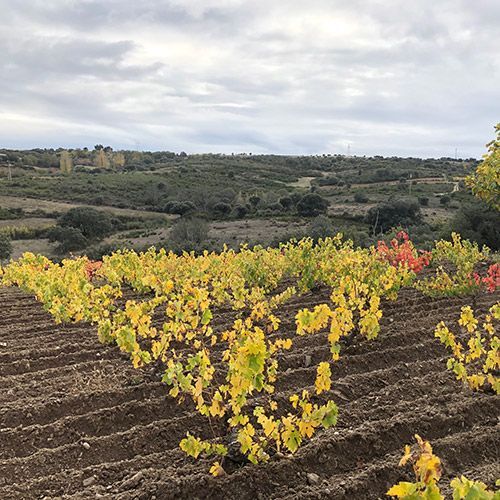 Rows of grapevines with yellow and red leaves in a vineyard on a cloudy day.