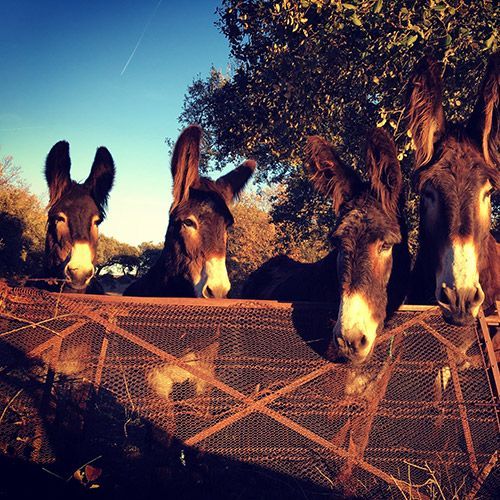 Four donkeys looking over a rusty fence on a sunny day, at Álvar de Dios vineyard