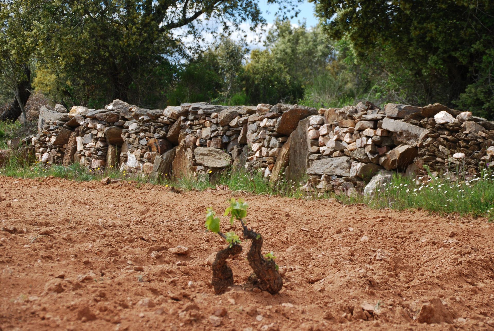 Álvar de Dios vineyard with young plant in reddish soil, and stone wall in background.