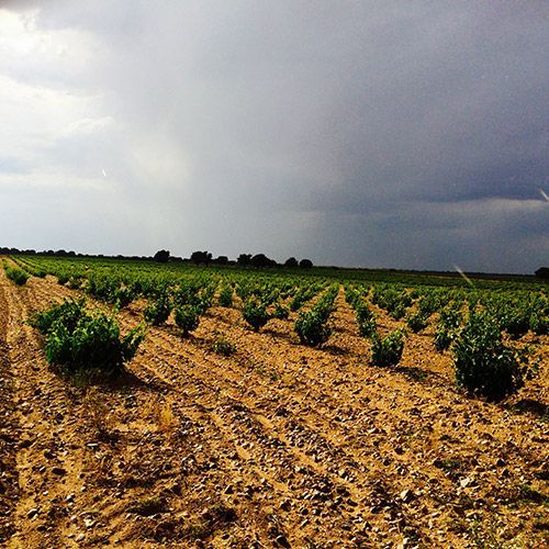 Field of green plants growing in rows under a cloudy sky, at Alvar de Dios
