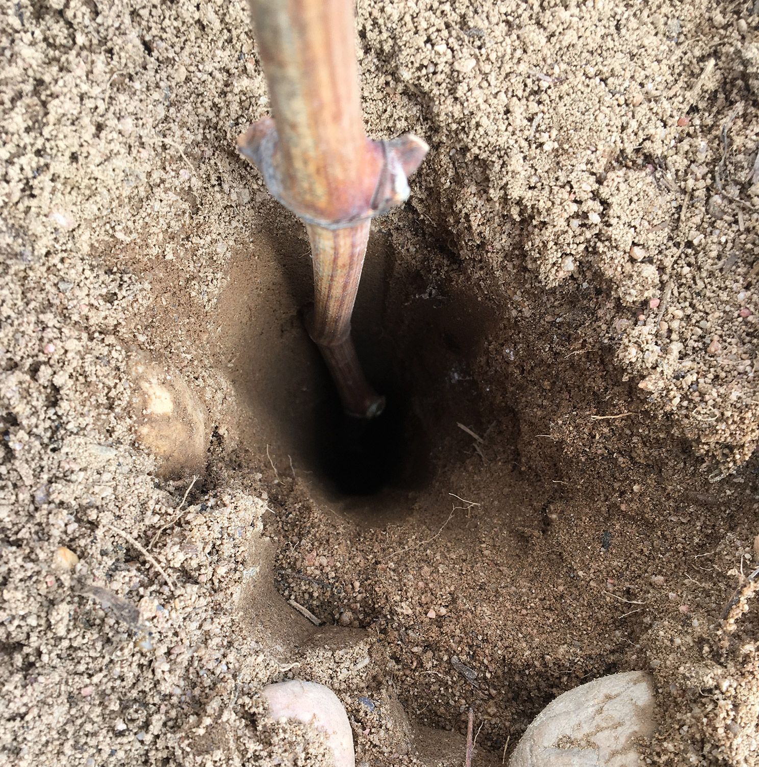 A small plant stem in a deep hole in the soil, at Alvar de Dios