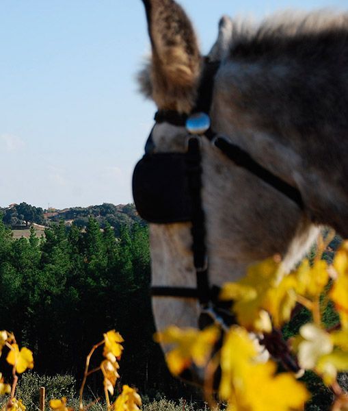 Donkey wearing a black blindfold, looking at Álvar de Dios vineyard with yellow leaves.