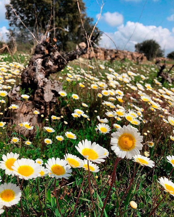 Field of white and yellow daisies in bloom, with a weathered tree trunk in the background, at Álvar de Dios vineyard