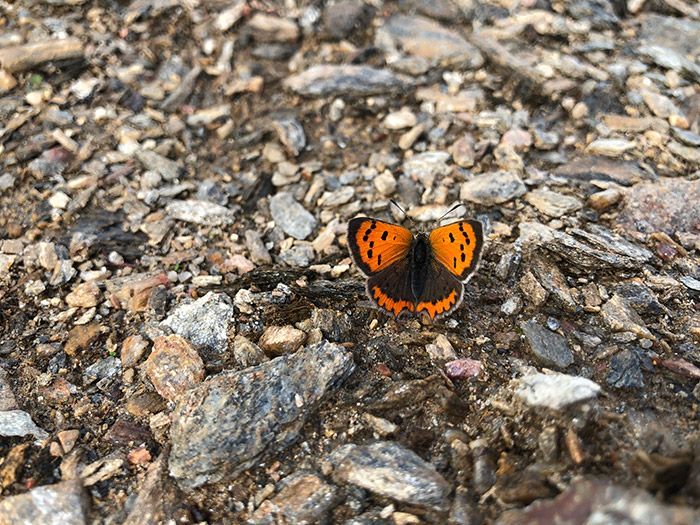 Orange and black butterfly with open wings on a rocky surface, at Álvar de Dios.