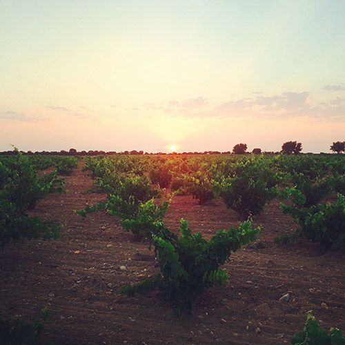Álvar de Dios vineyard at sunset with rows of grapevines and a bright sun on the horizon.
