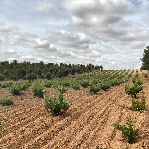 Rows of grapevines in a field under a cloudy sky, at Alvar de Dios.