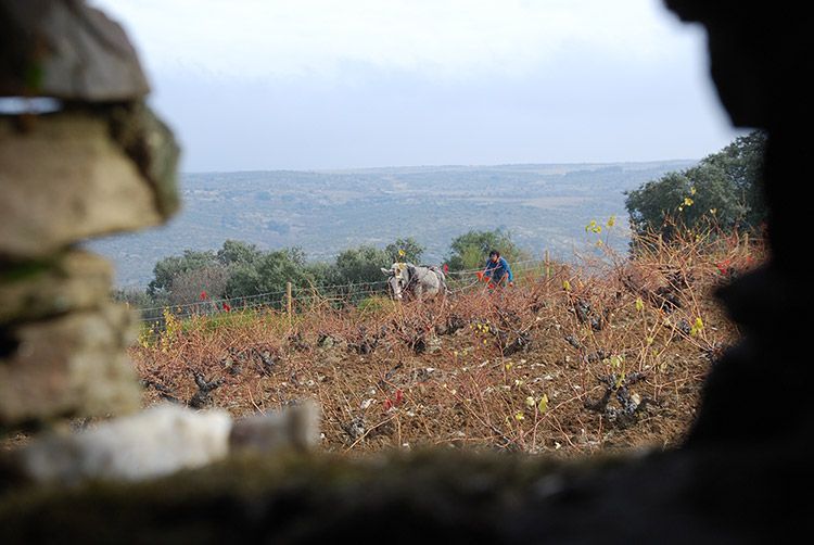 A person and a white horse in Alvar de Dios vineyard, seen through a stone wall opening.