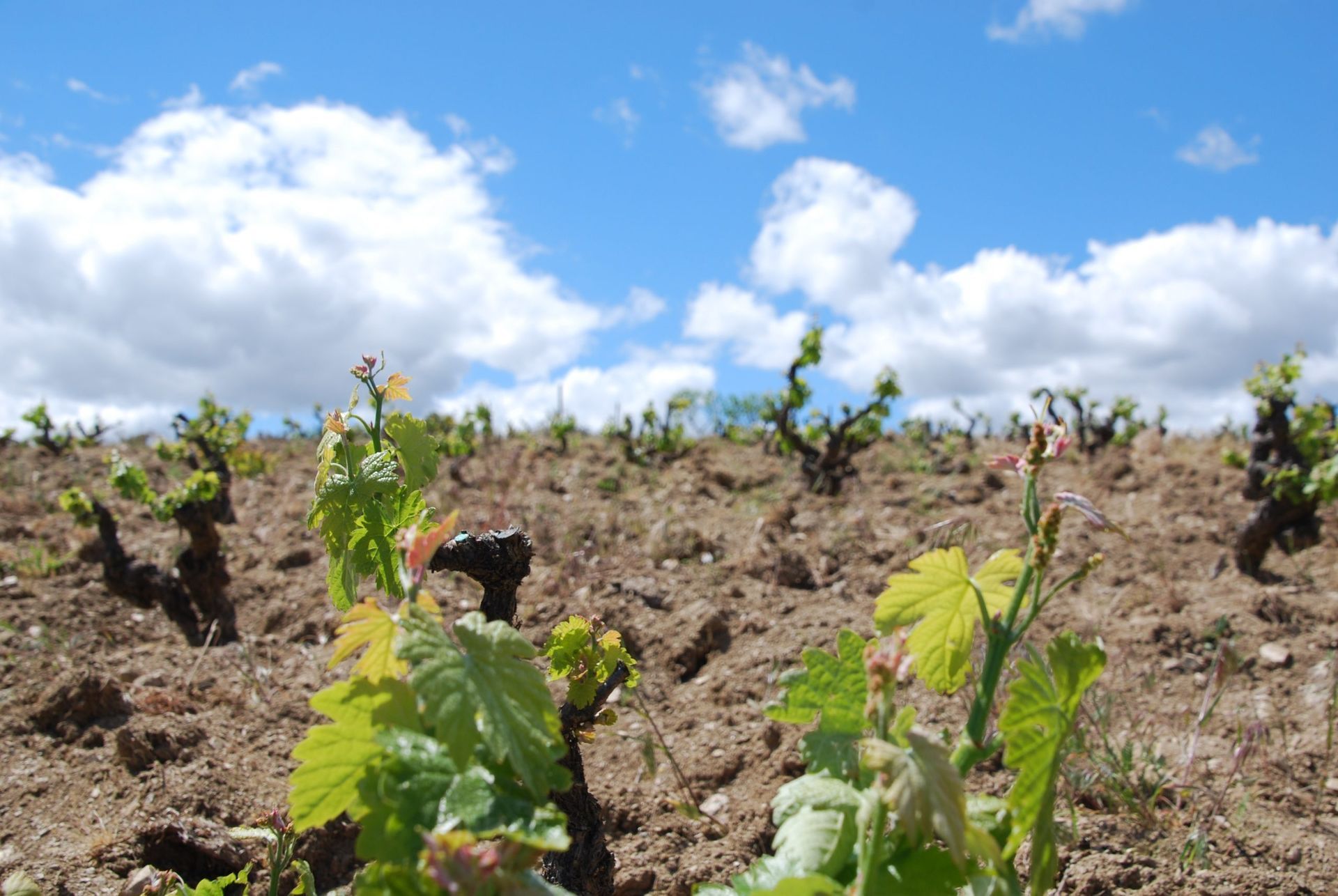 Young grapevines in a vineyard under a blue sky, at Alvar de Dios vineyard.