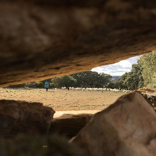 Shepherd and flock of sheep in a field, viewed through a stone wall opening, at Álvar de Dios vineyard