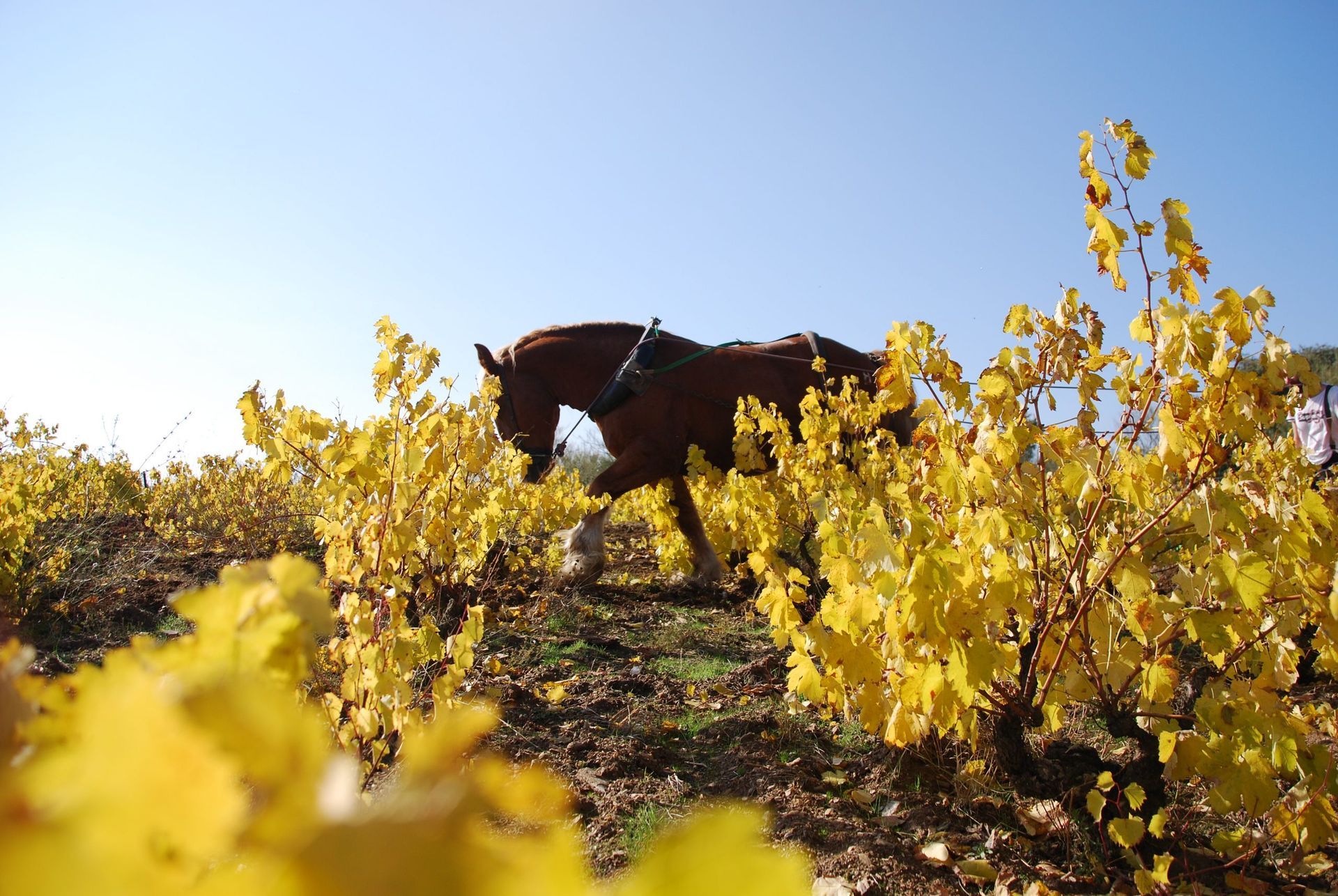 Horse pulling a plow through a vineyard with yellow leaves, at Álvar de Dios Winery