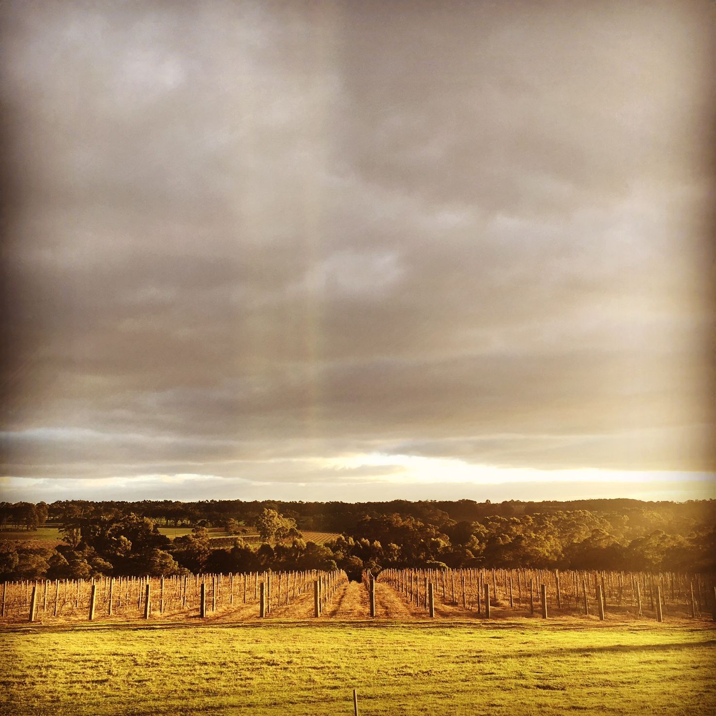 Sunrise over the vineyards at Amato Vino.