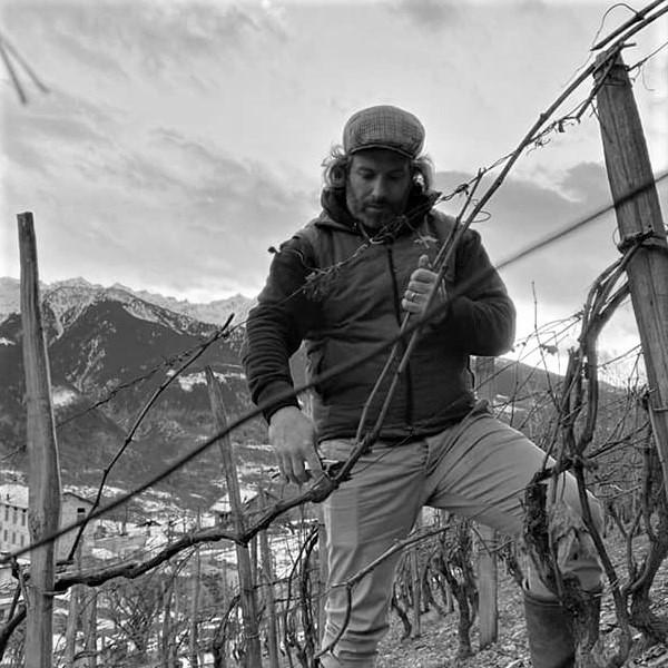 Winemaker pruning grapevines at Barbacàn vineyard, with mountains in the background.