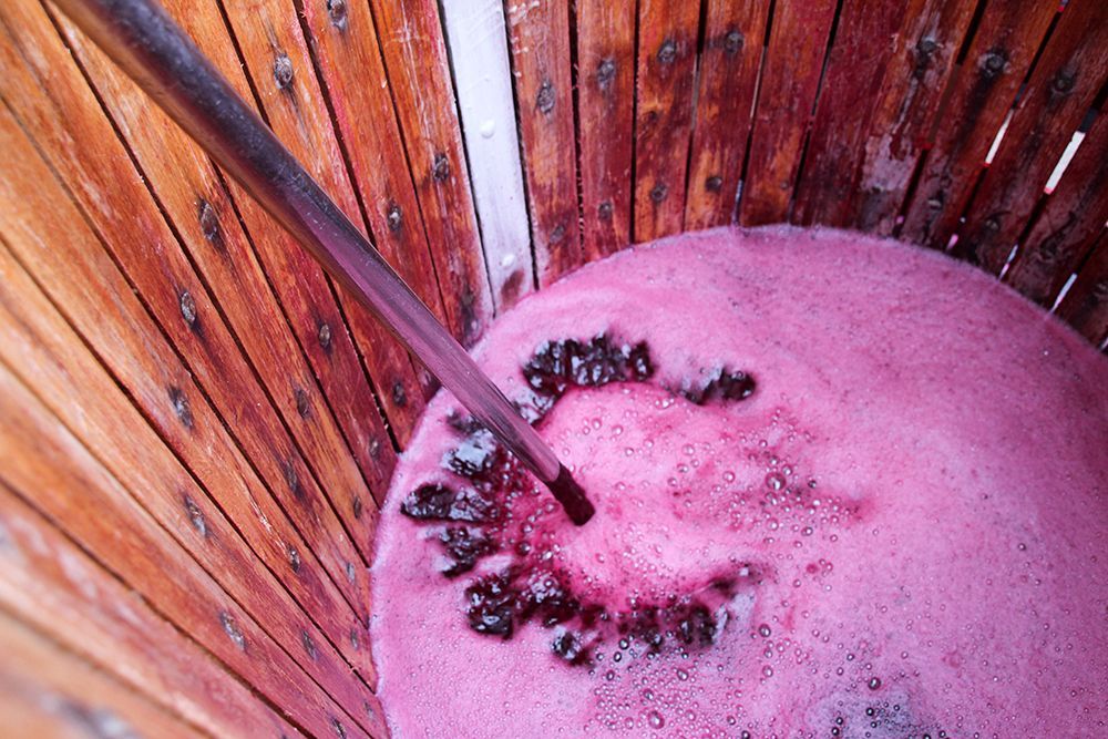 Fermenting red wine with grape skins inside a wooden basket press.