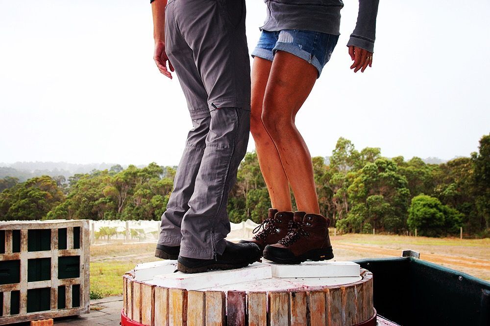 Two people standing on a traditional basket press during grape pressing at Amato Vino.