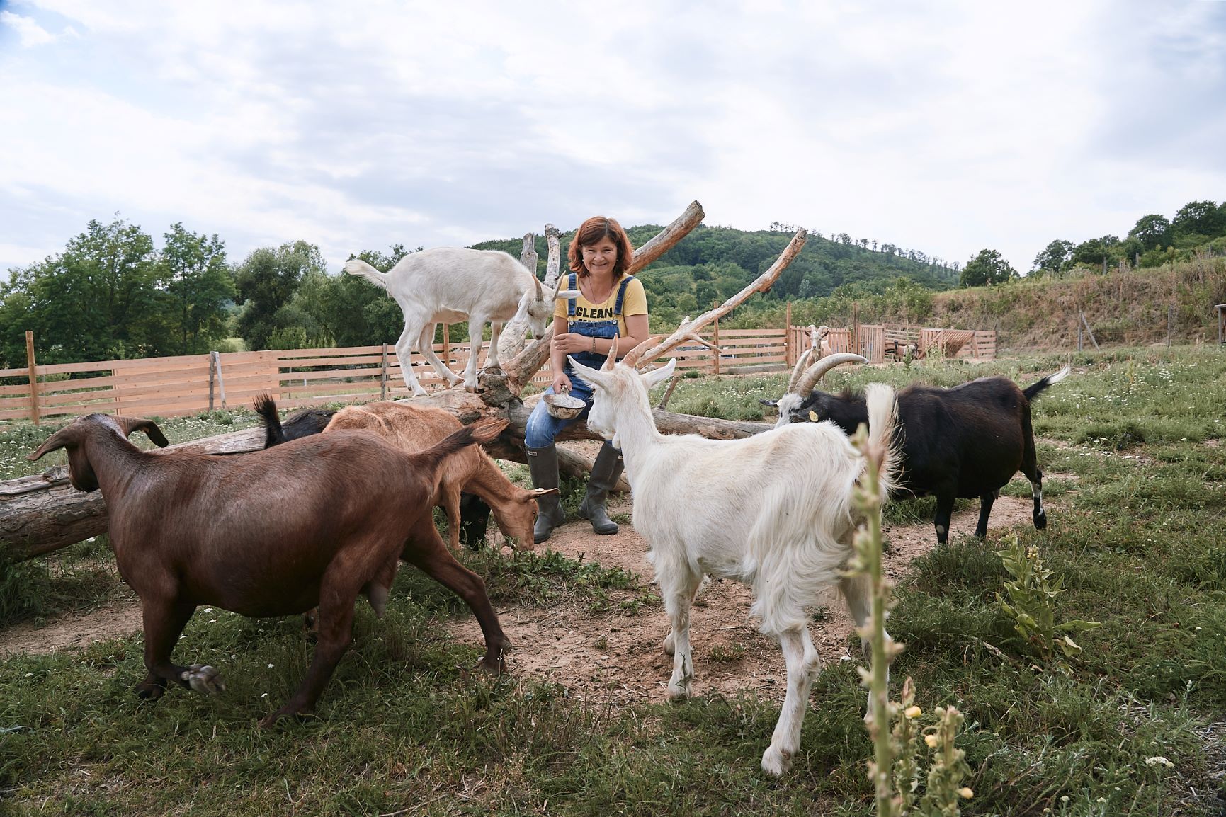Birgit Braunstein sits among goats in a field. Some goats are brown, white, and black, and one is on a log.