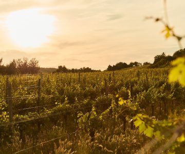 Vineyard with rows of grapevines, sunlight, and a warm, golden-toned sky, at Bodegas Enguera