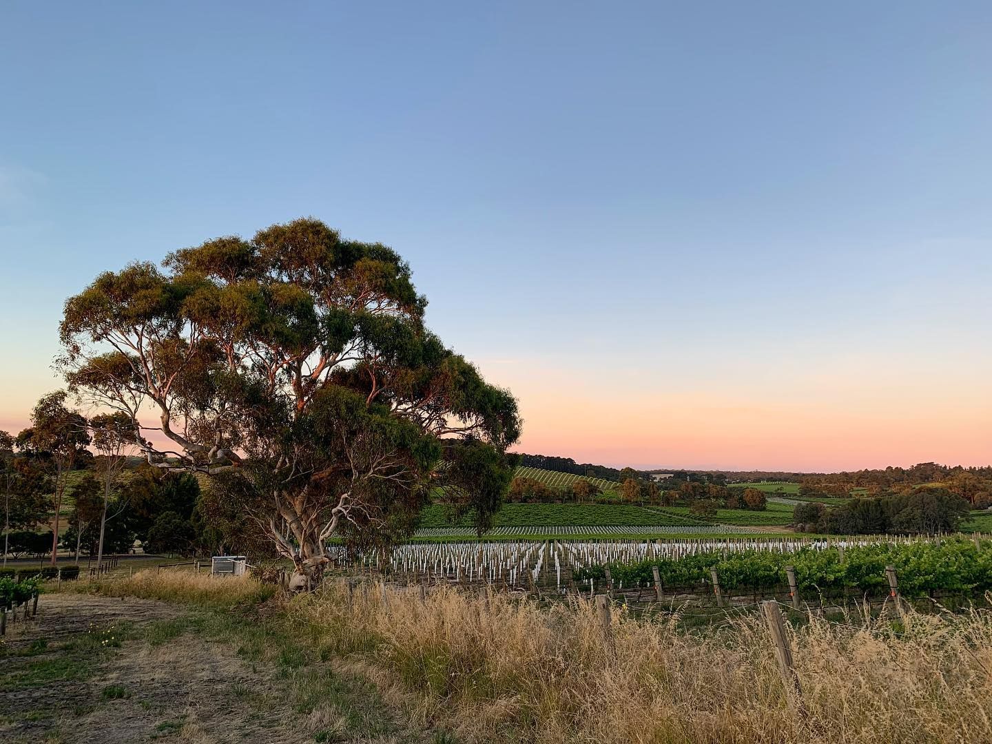 Bondar vineyard at sunset with a large tree in the foreground.