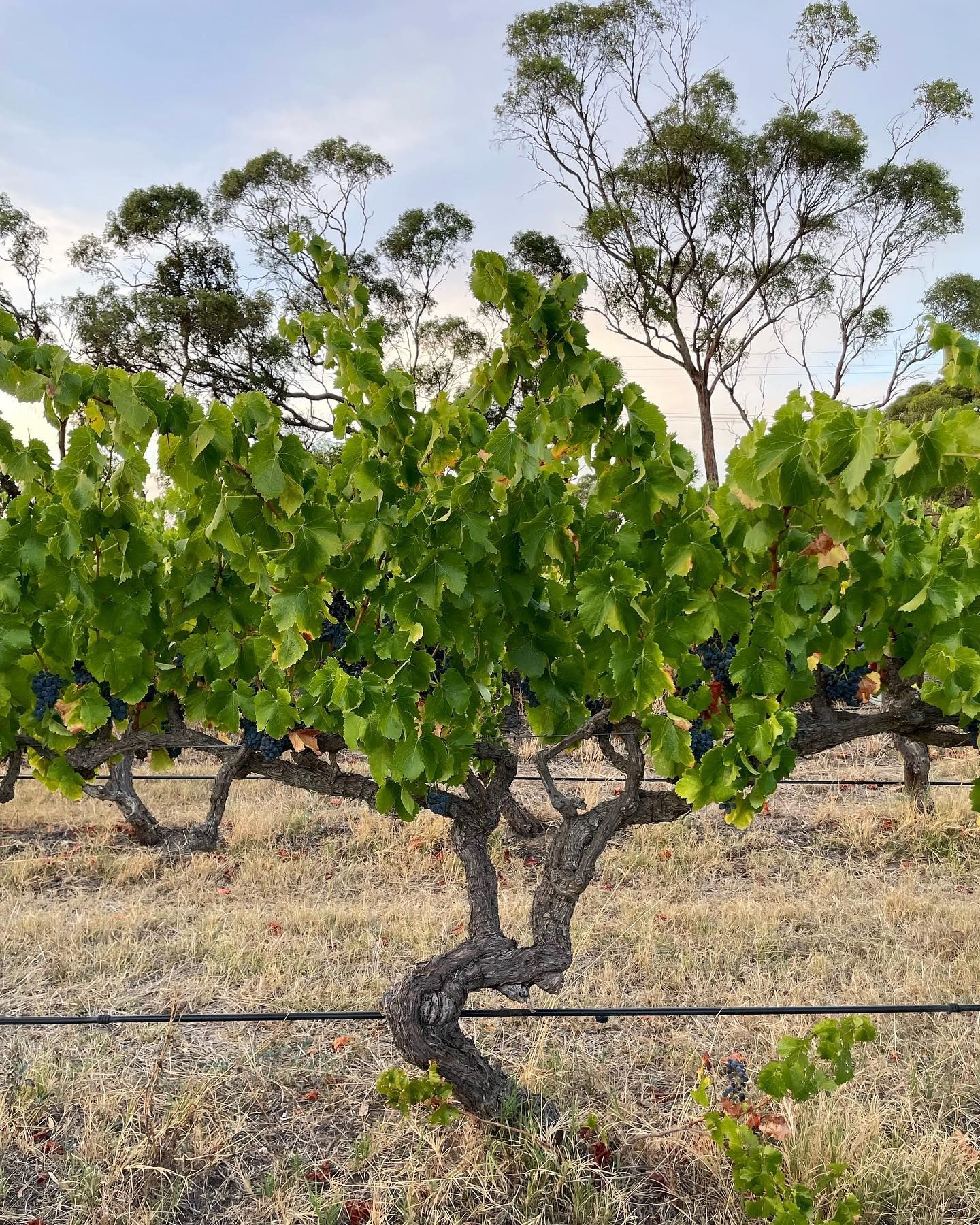Grapevines with lush green leaves and grapes in Bondar vineyard, set against a backdrop of trees and dry grass.