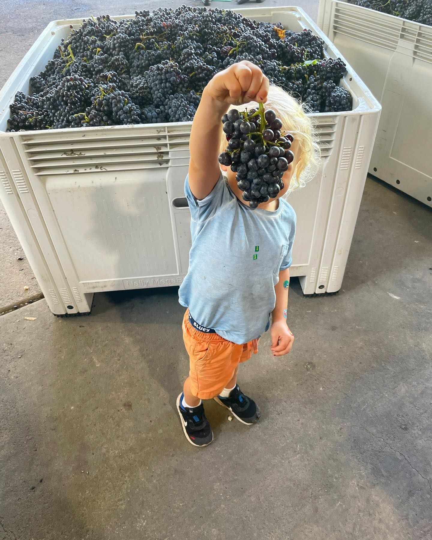 Child holding a bunch of grapes at Bondar winery, standing in front of a bin full of grapes.