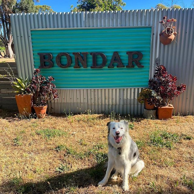 Dog sits in front of a turquoise Bondar sign. The sign is set against a corrugated metal fence.