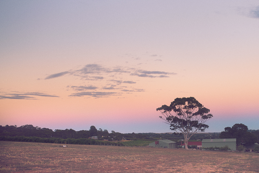 Sunset over a field, lone tree silhouetted, at Bondar winery.