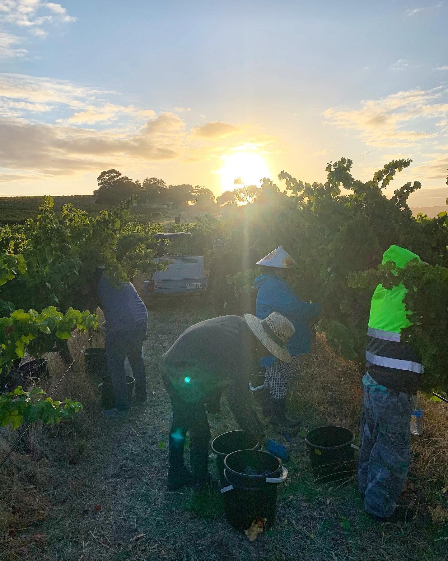 People harvesting grapes in Bondar vineyard at sunrise.