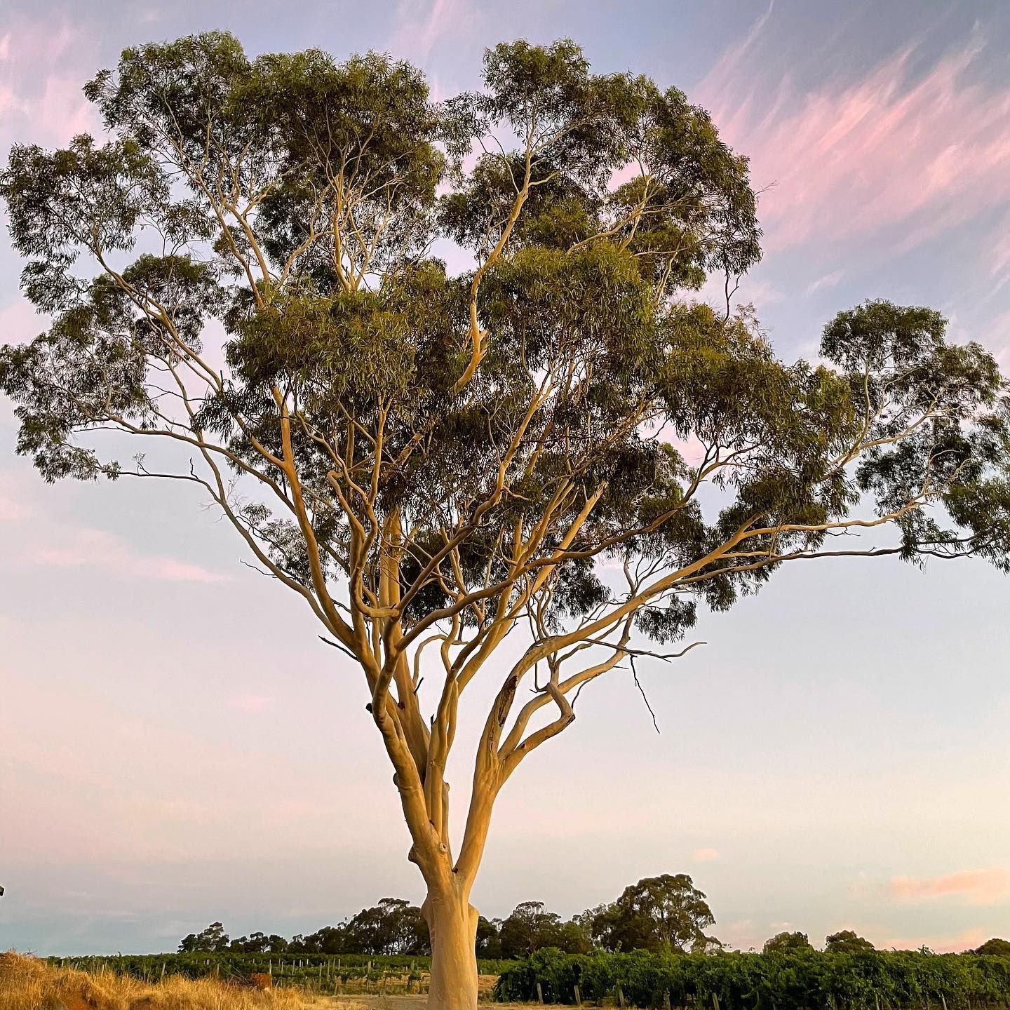 Tall tree with light brown trunk and green leaves against a pink and blue sunset sky, at Bondar winery.