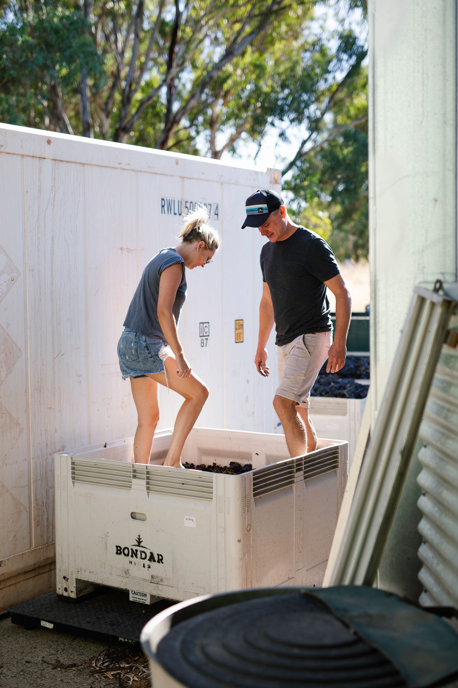 Two people treading grapes in a large bin at Bondar vineyards, next to a white container.