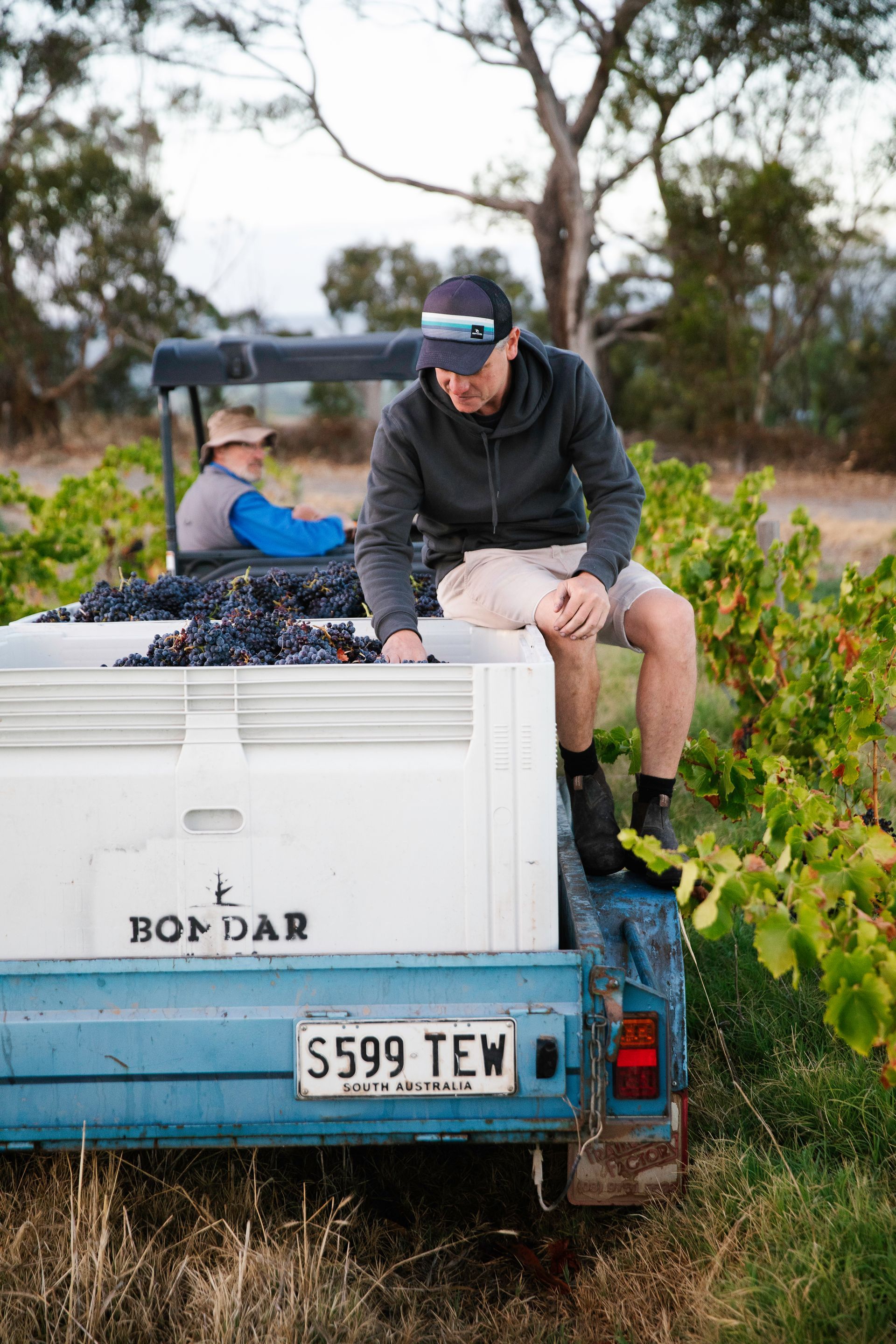 Two people harvesting grapes in Bondar vineyard, loading them into a trailer.