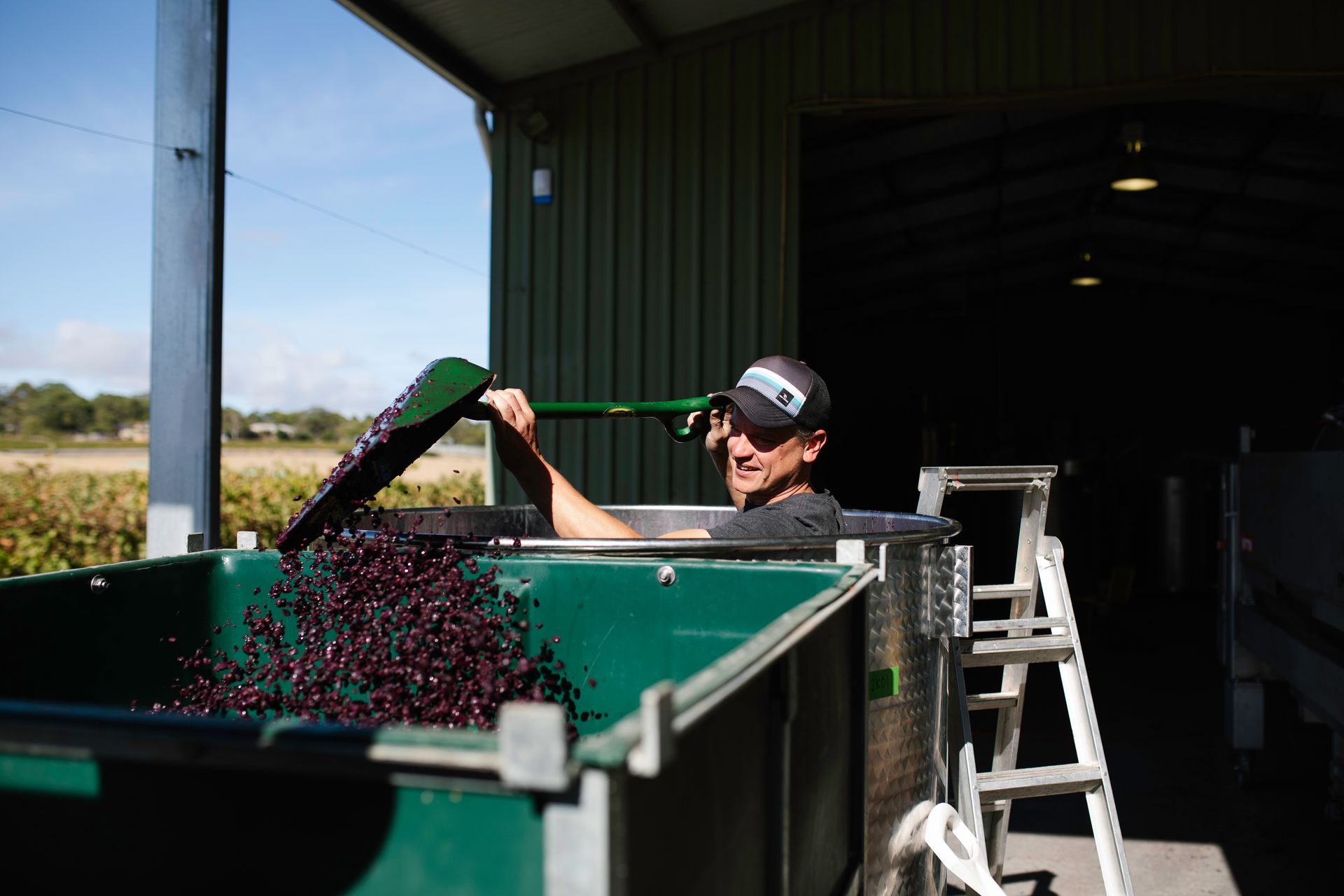 Man pouring grapes into a green container at Bondar winery.
