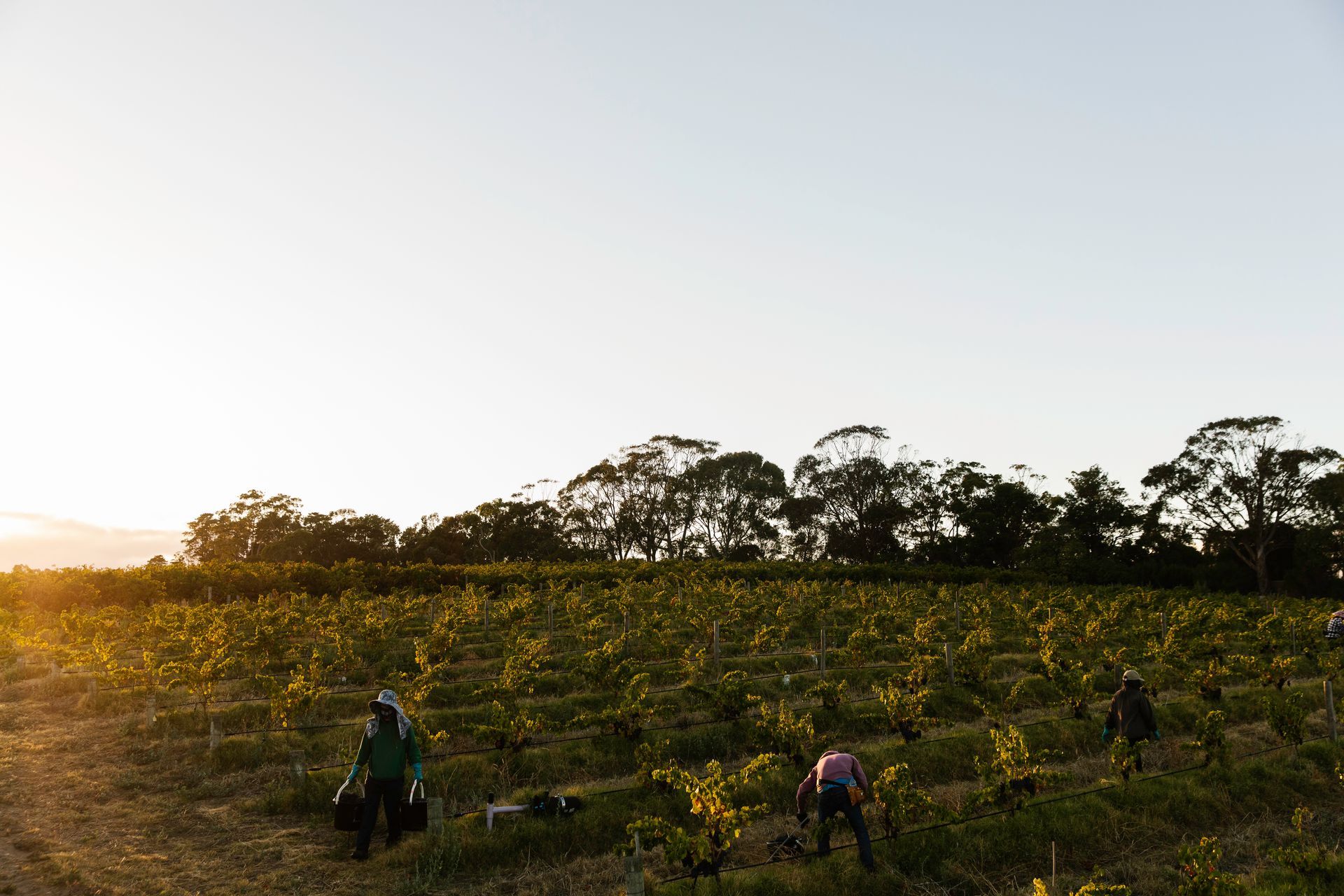 Bondar workers tending to grape vines in a vineyard at sunset.
