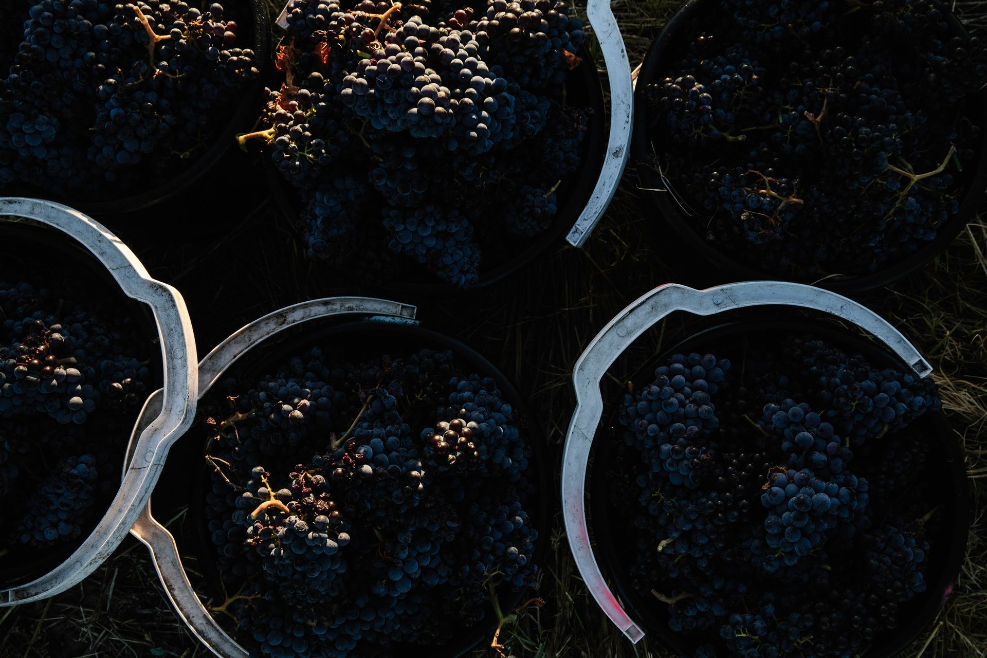 Buckets of harvested dark grapes on the ground, at Bondar winery.