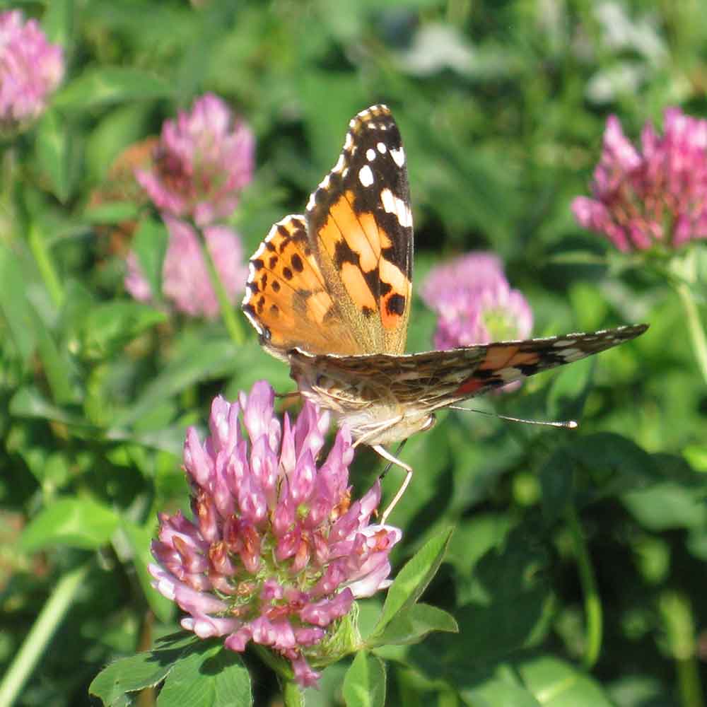 A butterfly resting on flowering plants among the vineyards at Zillinger.