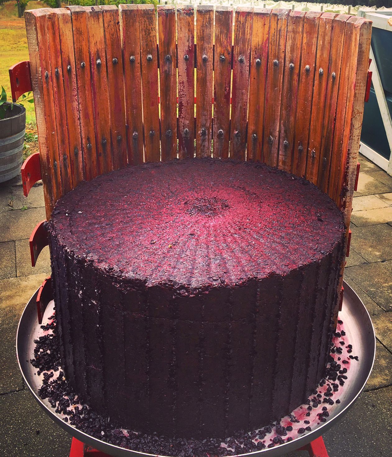 Wine press with a large, dark mass of crushed grapes, at Amato Vino winery