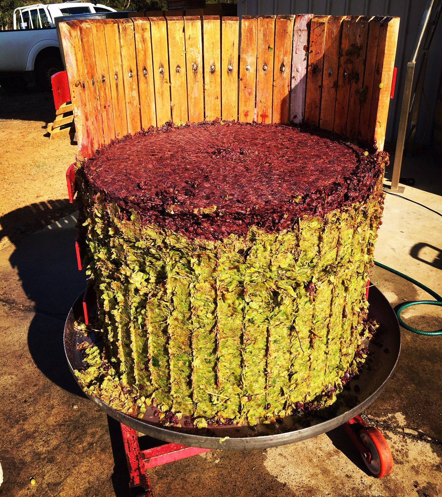 Pressed grape skins forming a solid pomace cake in a traditional basket press at Amato Vino.