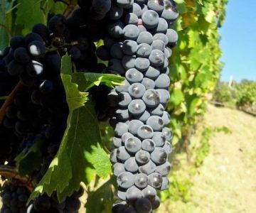 Dark purple grapes hang on a vine in Casa Raia vineyard.