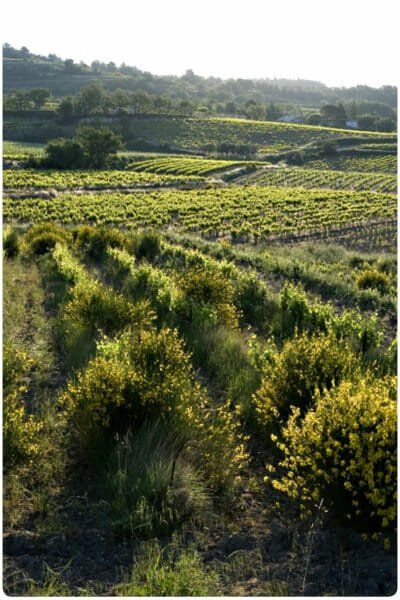 Cave de Cairanne Vineyard on a hillside, with rows of green vines.