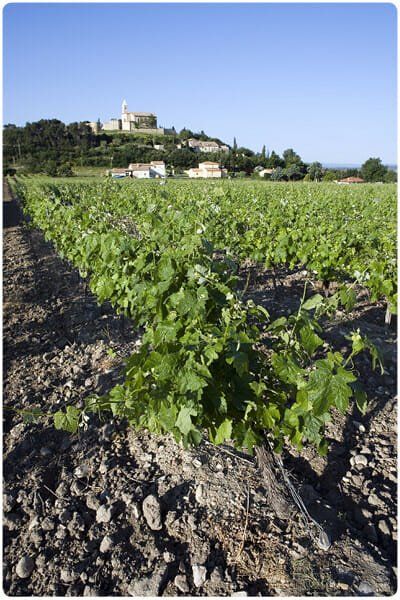 Vineyard with rows of green grapevines, and a hilltop village on the background.