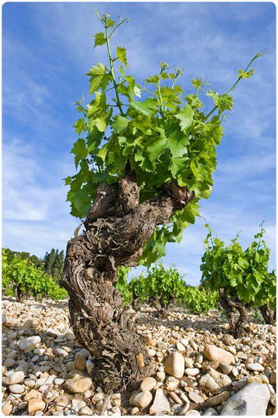 Grape vine with green leaves and gnarled trunk, at Cave de Cairanne vineyard.