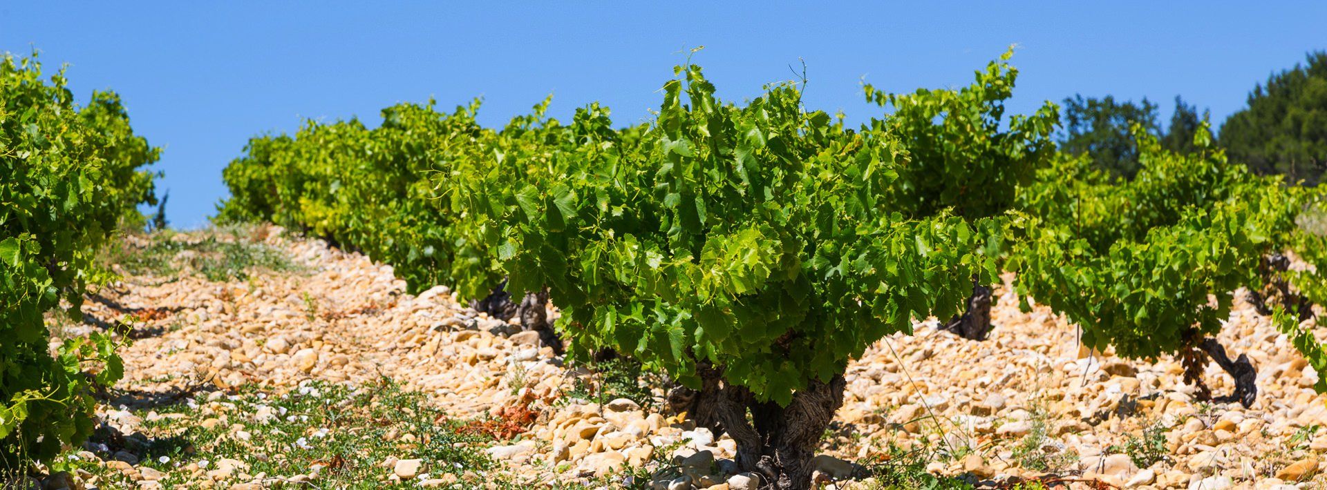 Cave De Cairanne Vineyards Cave De Cairanne Vineyards