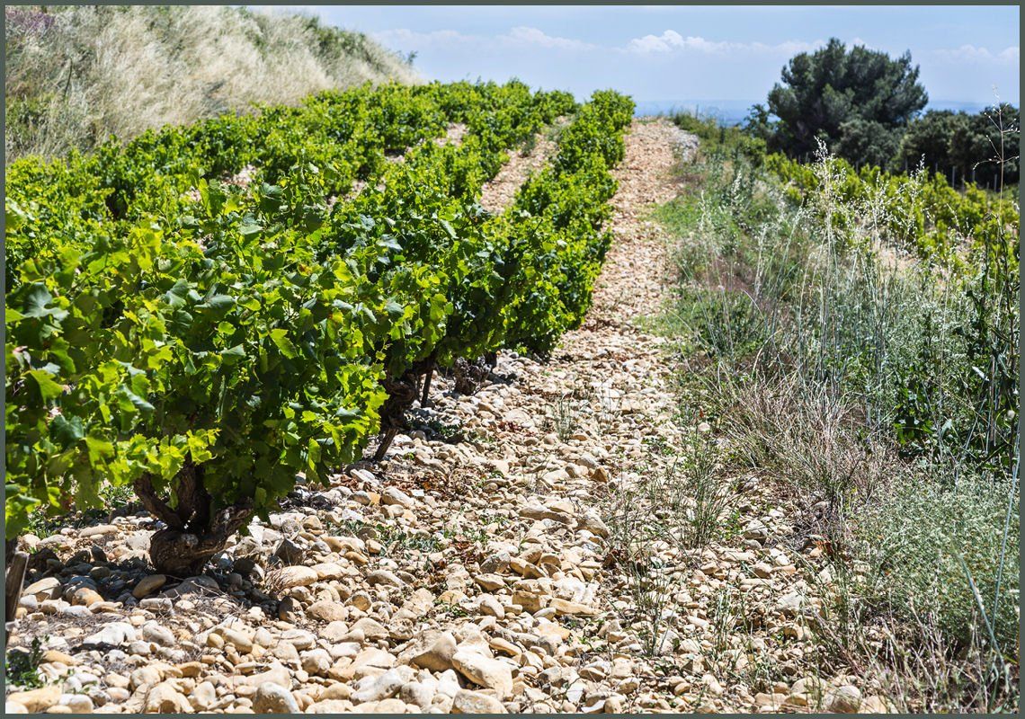 Cave de Cairanne vineyard on a gravelly soil