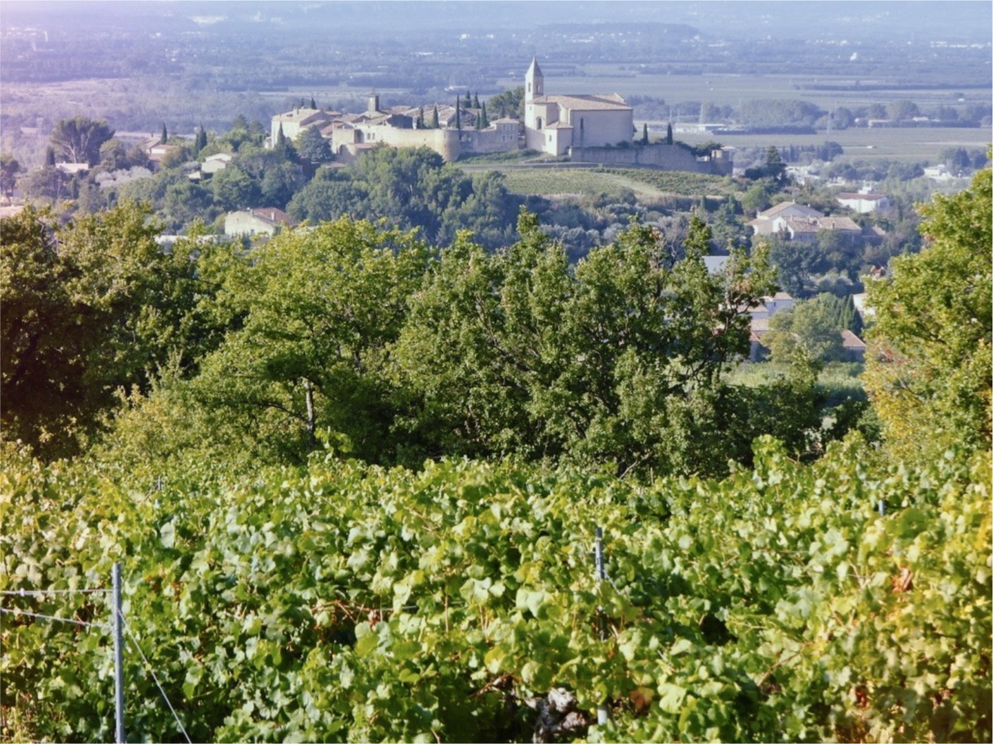 Cave de Cairanne vineyard, with village and church in the background