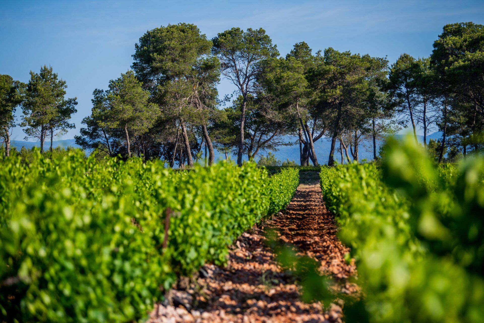 Vineyard rows with green leaves, brown earth, and trees, at Gilbert & Gaillard