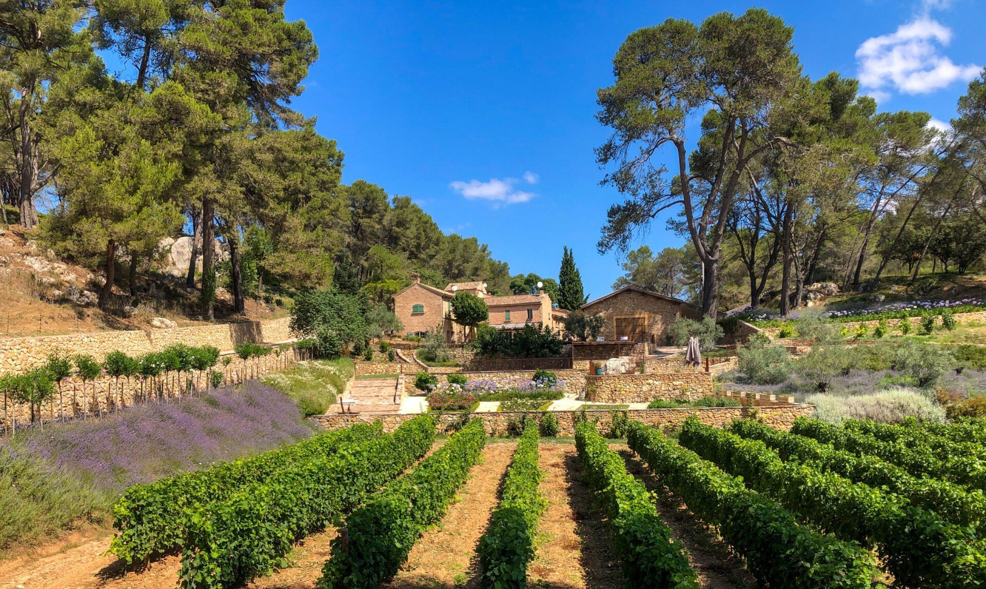 Vineyard with rows of green plants leading to stone buildings, at Gilbert & Gaillard