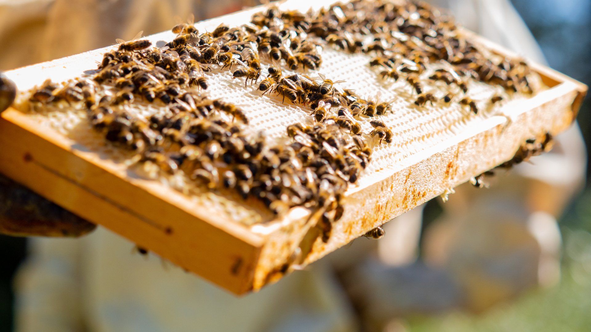 Beekeeper holding a wooden frame covered in honeycombs and live bees, at Gilbert & Gaillard