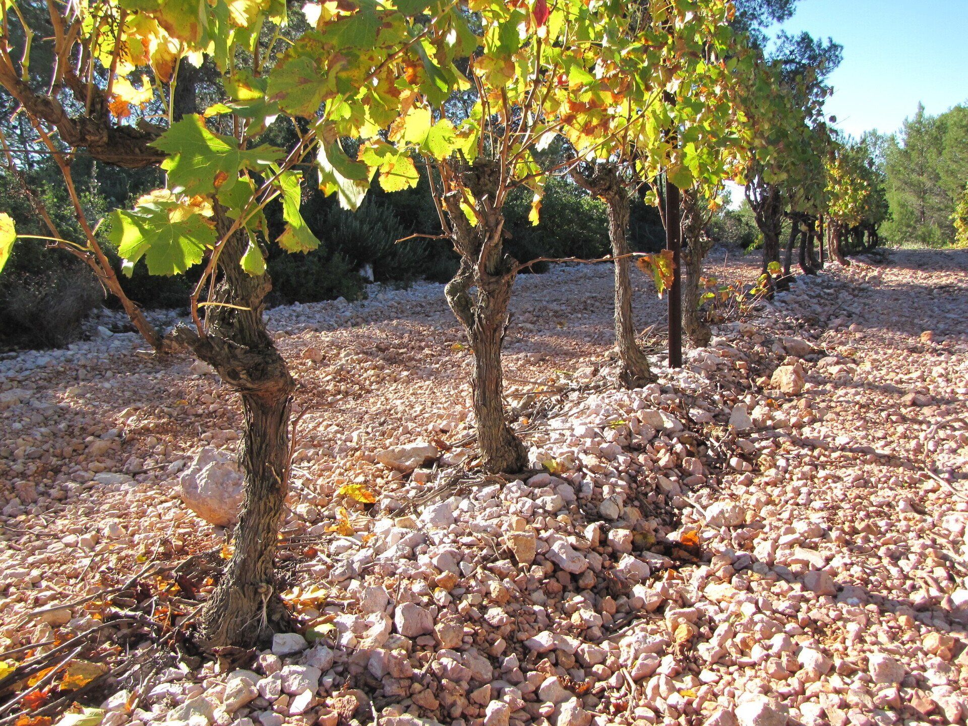 Vineyard with rows of grapevines and gravel ground, at Gilbert & Gaillard
